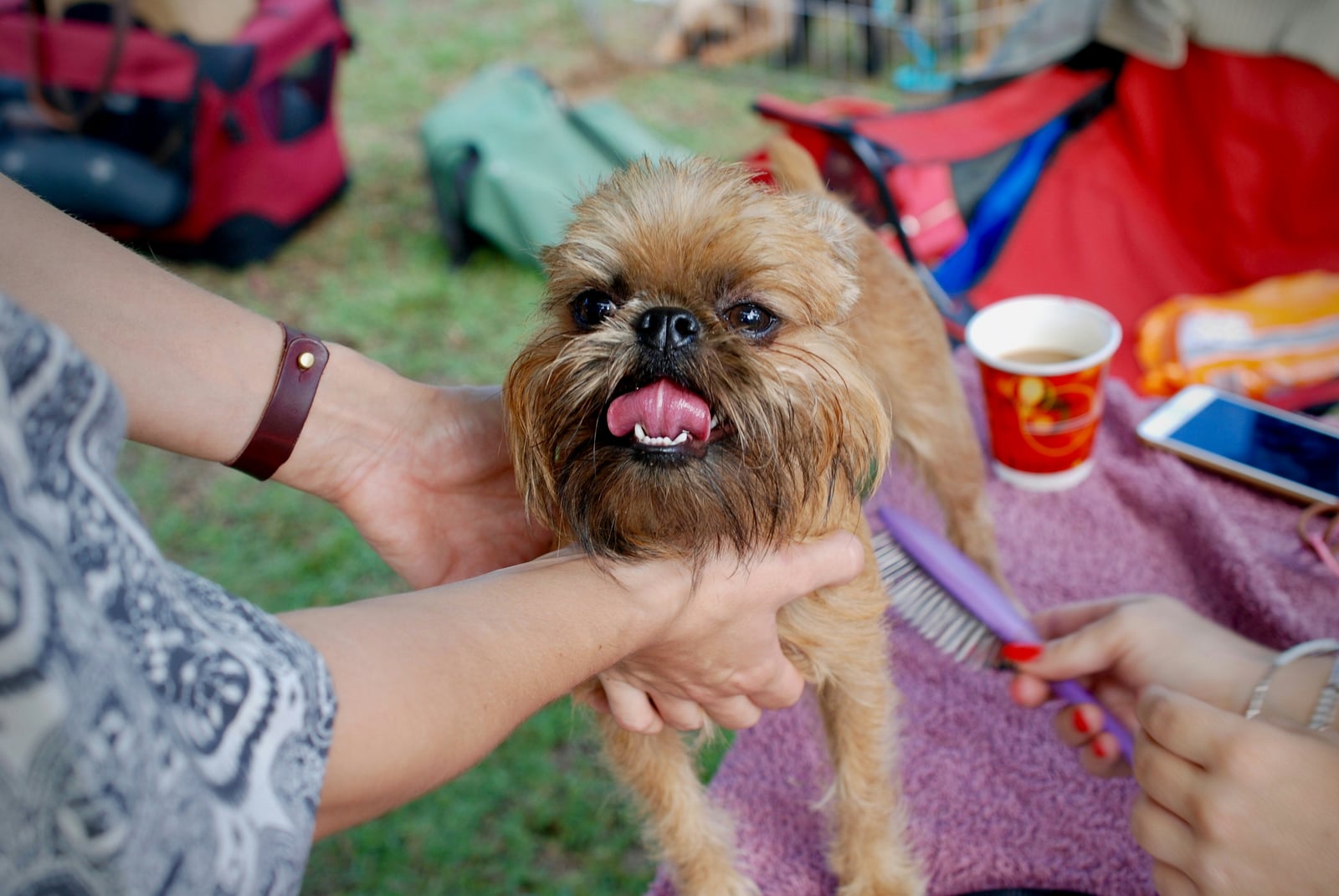 Professional dog groomer working with a dog